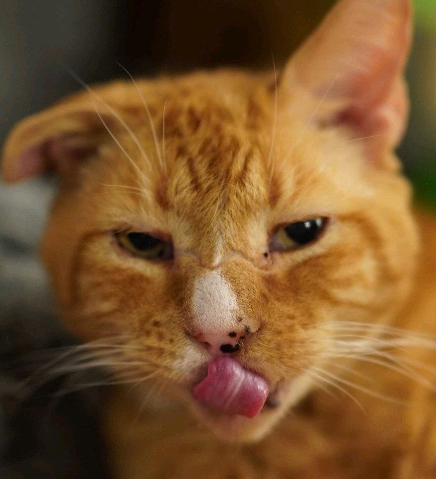 officialcatpuccino