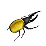 koehling