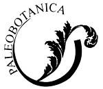 paleobotanica_com