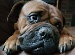 grumpalump1