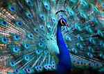 dazzlinpeacock