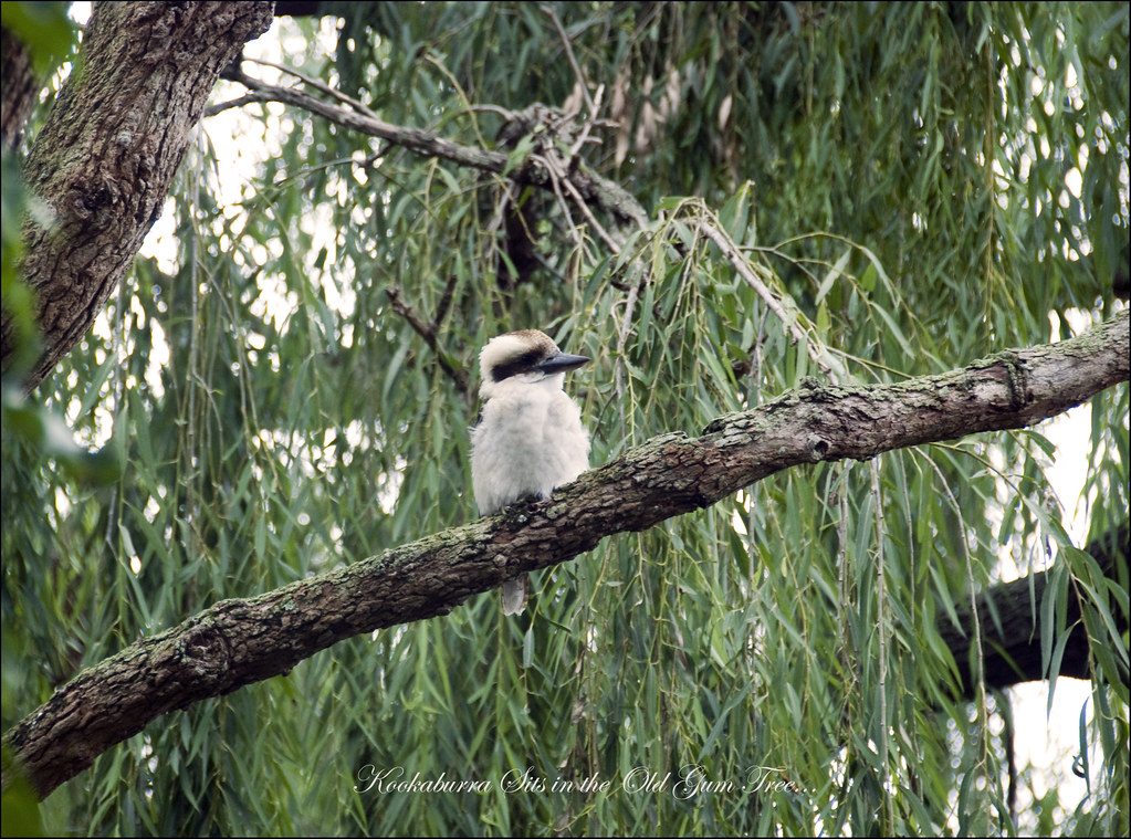 ♪ ♫ Kookaburra Sits in the Old Gum Tree ♪ ♫