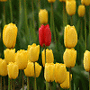 tulip*place