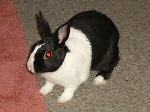 nicole-rabbit