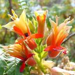 theplantattraction
