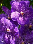 spottedpurpleorchid