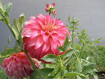 sunflower8980_10