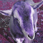 lavendergoat