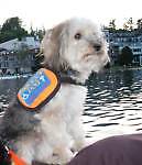workingservicedog
