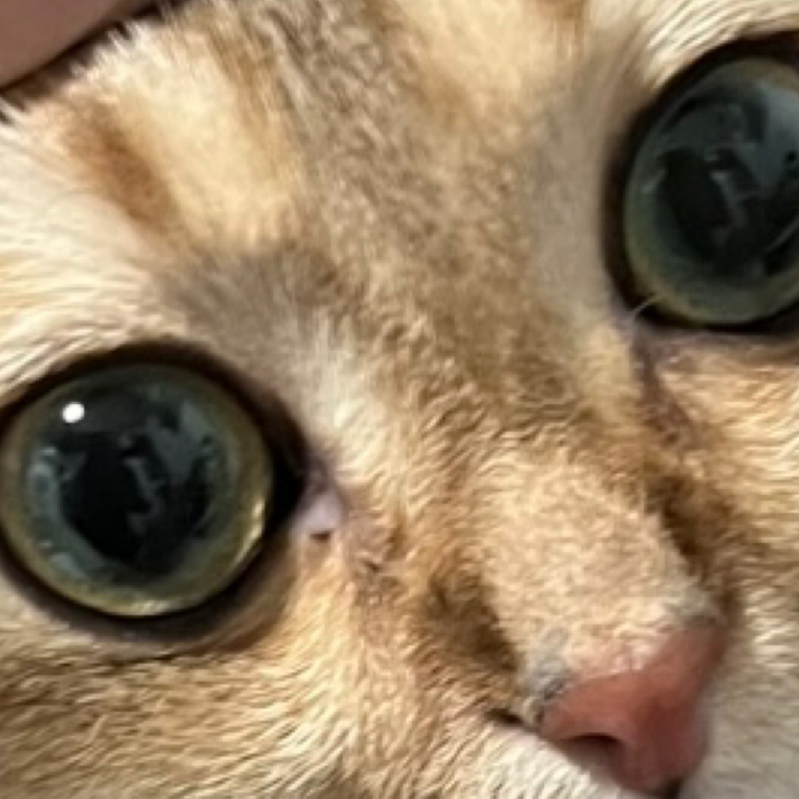 boop-bop