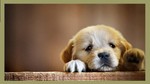 sonafe_27