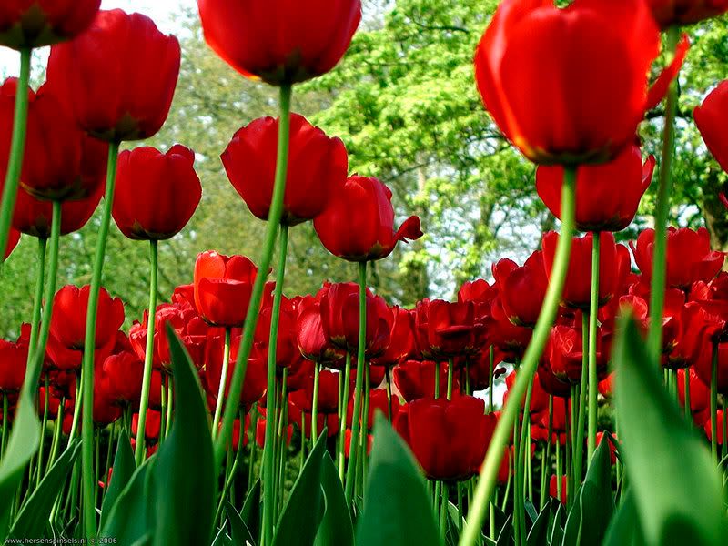 spring flowers photo: Flowers spring.jpg