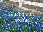 bluebonnet-avenue