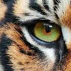 eye-of-the-tiger-gifts