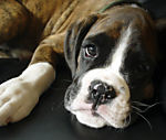 ilovemyboxerpuppy