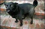 oddog2