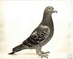 1pigeon_racer