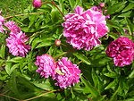 gardeningsis