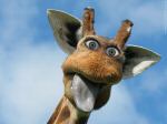 jindofox