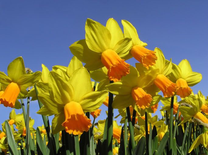 daffodills photo: Daffodills daffies1.jpg