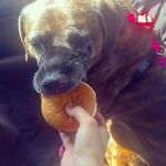 gooddoggaming