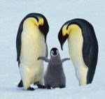 flockofpenguins