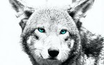 lonewolfstore