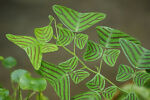 greenhousefoliage