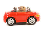strayhamster
