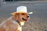 disco_cowboy