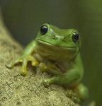 green_frog_store
