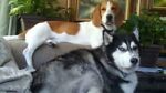 siberianhuskys-r-great
