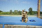rockyyorkie