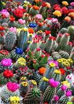 cactus-patch-craftsupplies