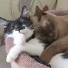 meowza2002