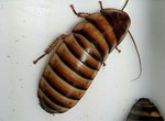 uk.isopods