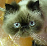 cataround