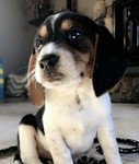 doglover01