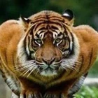 tigerman53