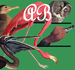 audubonbookstore