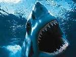 shark0073