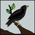 blackbird*singing
