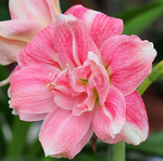rose27-03