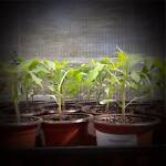 mooretomatoes