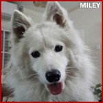 ktmiley