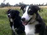 bobtomthecollie2