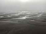 fog_and_fern