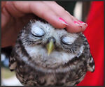 theowlsnest