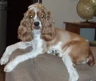 irescuecockerspaniels