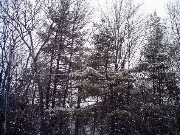 snow photo: Trees and snow 19251_103400696353695_1721104_n.jpg